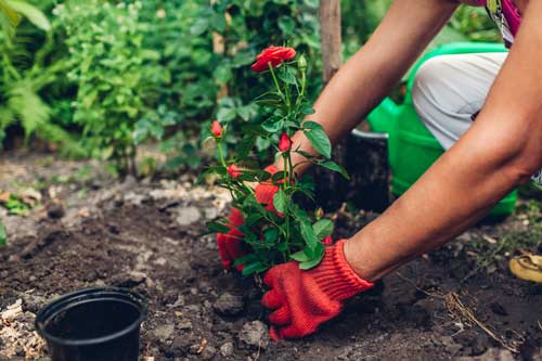 Planting-Roses